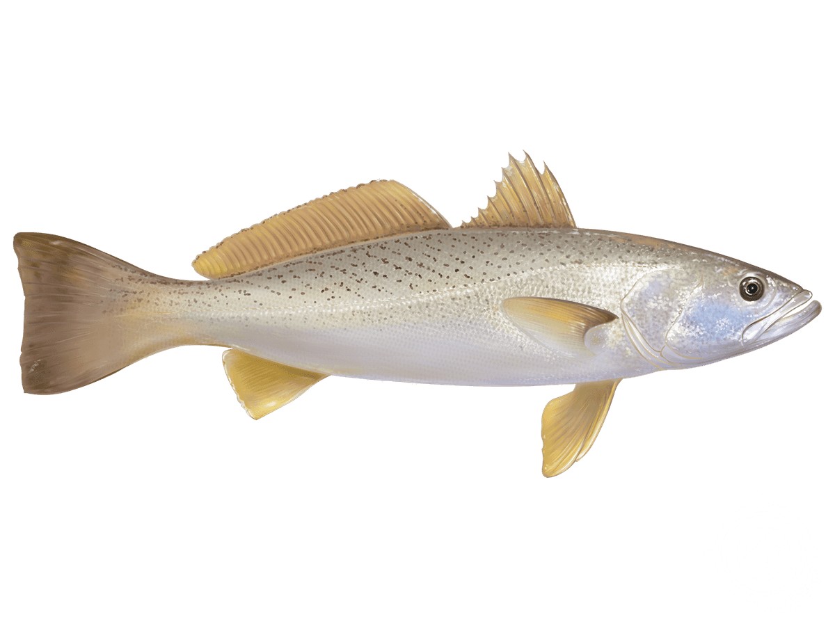 White Weakfish